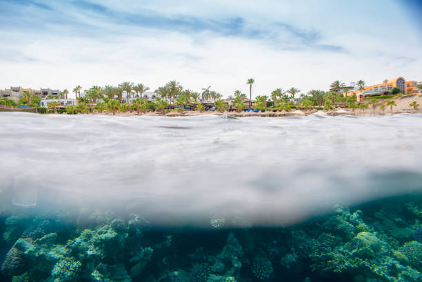 istock coral reef  in red sea 860660616