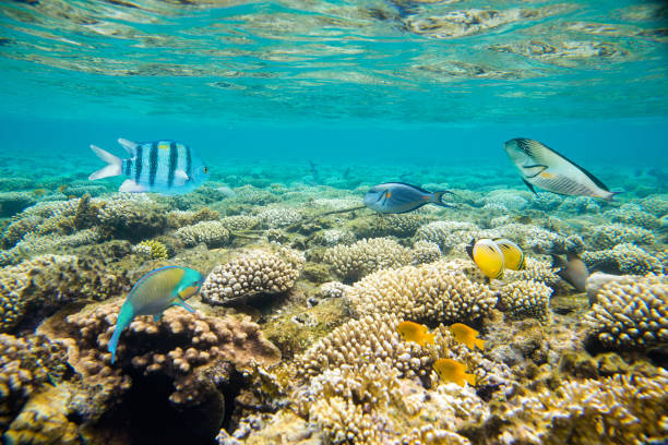 istock coral reef of the red sea 860660636