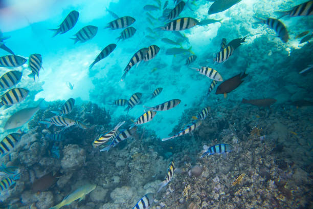 istock coral reef  in red sea 860660646