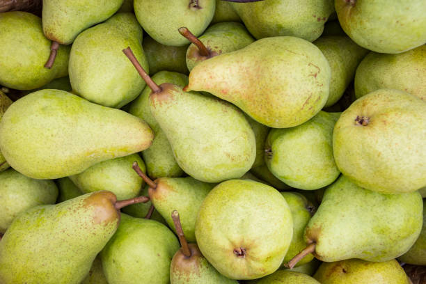 Pears. Detail top view of a pile of freshly harvested Conference Pears. pear stock pictures, royalty-free photos & images
