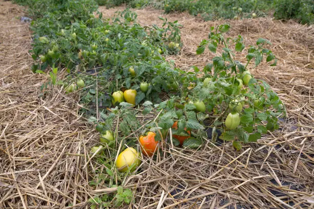 Tomatoes growing outdoors in a permaculture way by mulching the soil with hay as a weed manager.