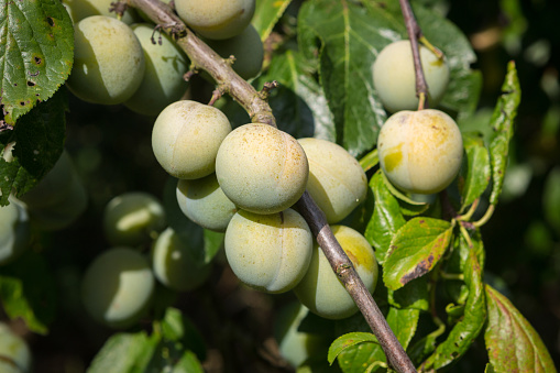 Ripe Greengage or Reine Claude fruits hanging on a branch.