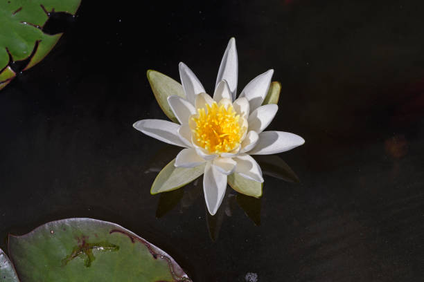 istock White Water Lily in a Quiet Pond 860663958