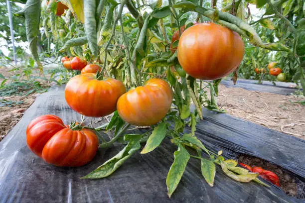 Close-up of bunch of ripe tomatoes  growing close to the ground on plastic mulch.