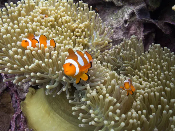 Yellow sea anemone and orange nemo clownfish