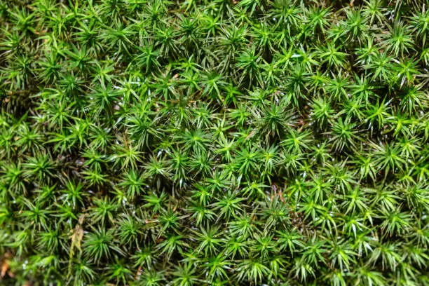 Top view of Common haircap, great golden maidenhair, great goldilocks, common haircap moss or common hair moss - Polytrichum commune.