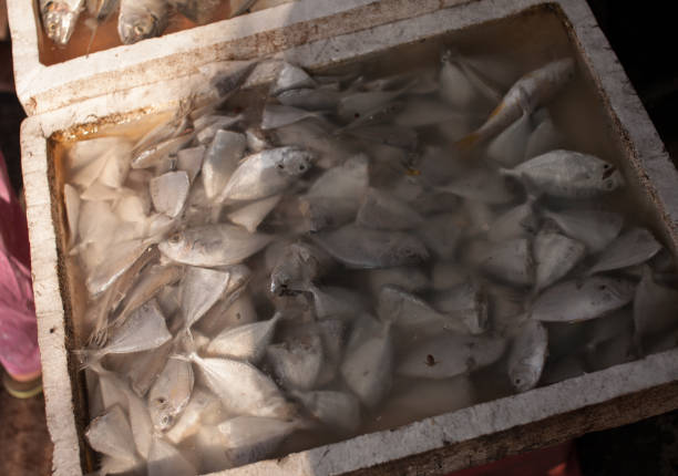 istock Fresh fish in vintage container with water. 860664682