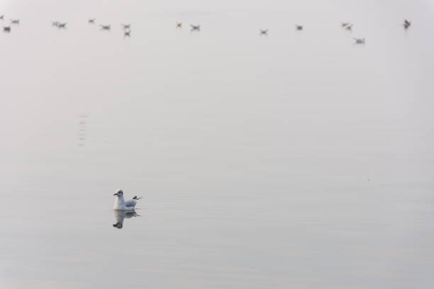 istock Seagulls in fog on Lake Steinhude 860667400