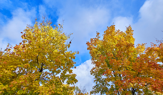 A view of colourful autumn leaves on maple trees on the background of sunny blue sky.
