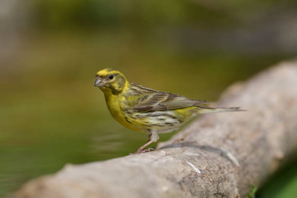 Serin (Serinus serinus) Serin (Serinus serinus) serin stock pictures, royalty-free photos & images