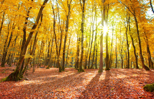 istock Autumn German forest with sun beam 860678276