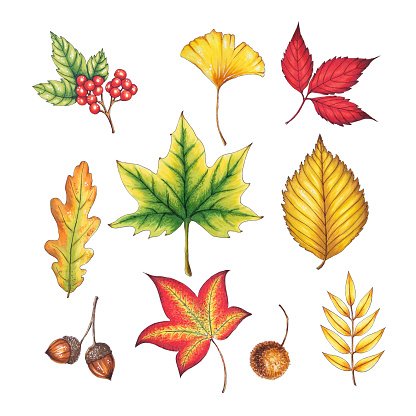 Hand Drawn Autumn Leaves Isolated on white background