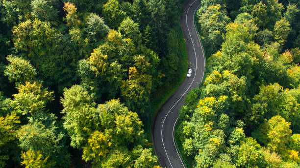 route sinueuse dans la forêt. - winding road photos et images de collection