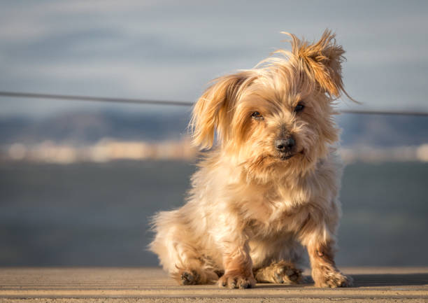Expressive dog with, blurred nautical background. Doggy hairy ear flying in the wind, nose and snout, Yorkshire Terrier brown. Hey what's up, curiosity expression