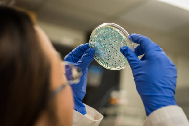 Examination of bacterial culture Model examining bacterial culture laboratory bacterium petri dish cell stock pictures, royalty-free photos & images