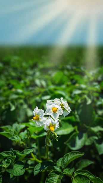 istock Potato bush blooming with white flower 860688202