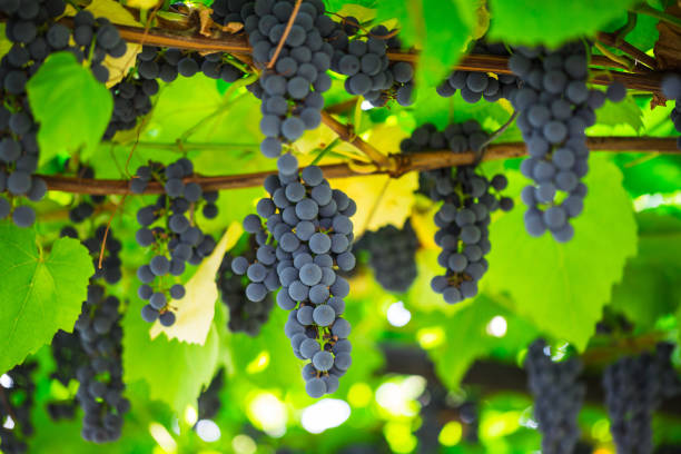istock ripe clusters of sweet red grapes 860688242