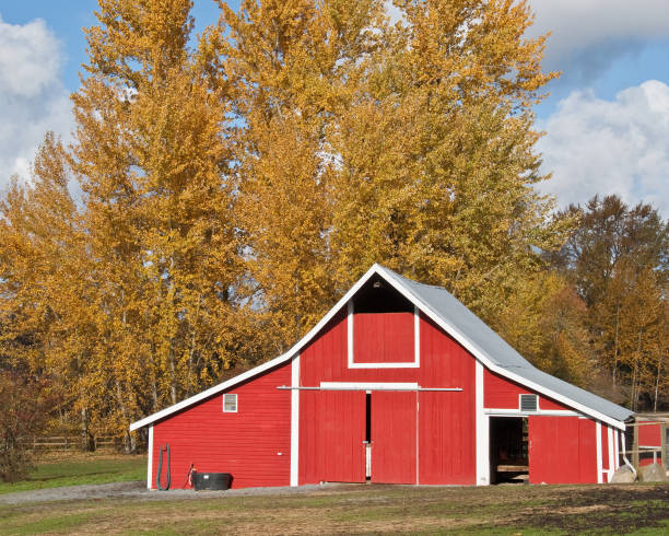 Red Barn and Fall Colors This well preserved barn is said to be over 100 years old. Here it is shown on a colorful fall day. The historic barn sits on a small farm in Edgewood, Washington State, USA. jeff goulden barn stock pictures, royalty-free photos & images
