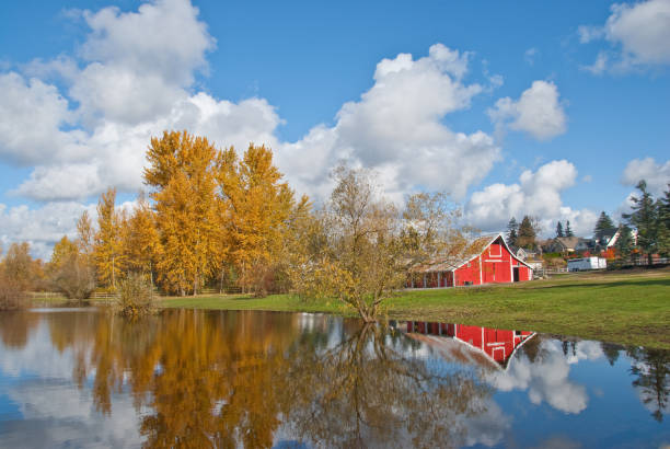 Red Barn, Fall Colors and Puffy Clouds Reflected in a Pond This well preserved barn is said to be over 100 years old. Here it is shown on a colorful fall day. The historic barn sits on a small farm in Edgewood, Washington State, USA. jeff goulden agriculture stock pictures, royalty-free photos & images