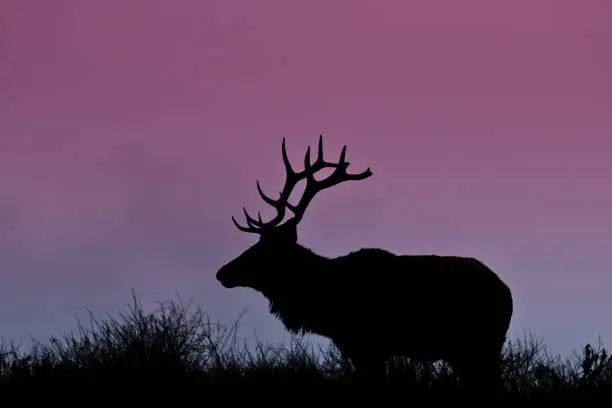 The Tule Elk (Cervus canadensis nannodes) is a small elk found only in California.  It lives in the grasslands and marshlands of the Central Valley to the grassy hills of the Pacific Coast.  At one time, an estimated 500,000 tule elk roamed this region.  By 1870 they were thought to be extinct.  In 1874 a single breeding pair was found in the tule marshes of the southern San Joaquin Valley.  In the 1970’s conservation measures were taken to protect the elk.  Today, the wild population numbers about 5,700.  This bull elk is silhouetted on a hillside at Tomales Point in Point Reyes National Seashore north of San Francisco, California, USA.