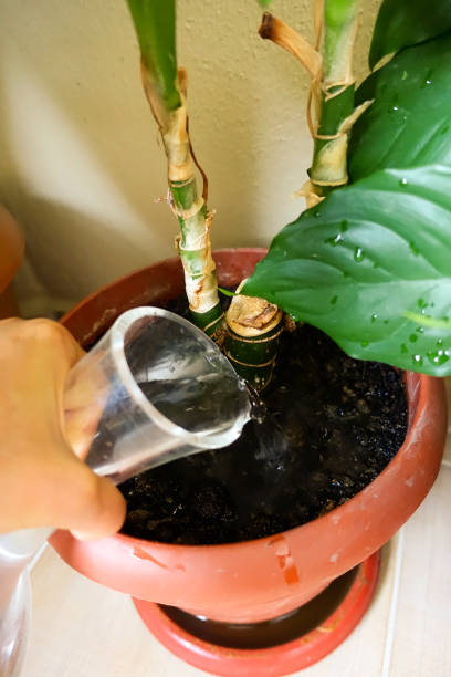 istock Woman watering your plants 860689084