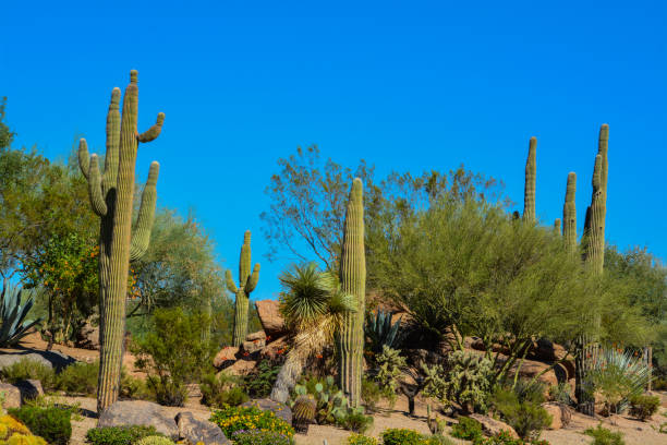 istock Desert cactus landscape in Arizona 860689362