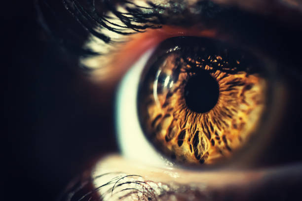 Human eye iris close up Human eye iris close up. Brown eye brightly lit, macro shot. Vertical composition. iris eye stock pictures, royalty-free photos & images