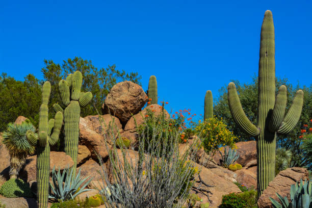 istock Desert cactus landscape in Arizona 860689472