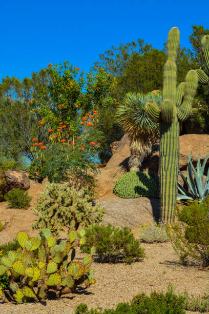 istock Desert cactus landscape in Arizona 860689520