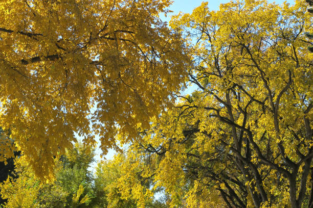istock Dramatic autumn yellow colored leaves on trees close-up 860689608