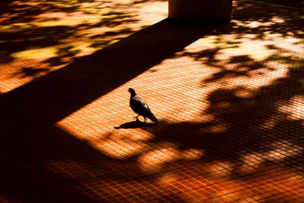 Shadows and silhouettes of a pigeon in motion blur and trees in autumn sunset sunlight on city street sidewalk