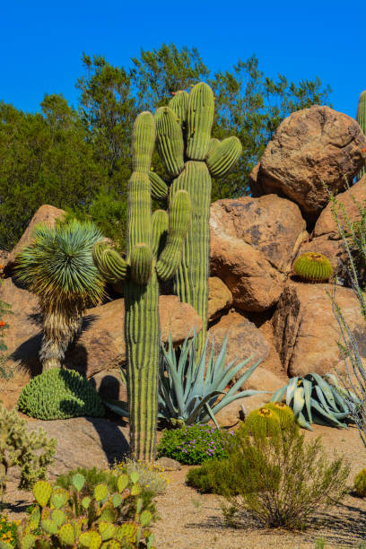 istock Desert cactus landscape in Arizona 860689716