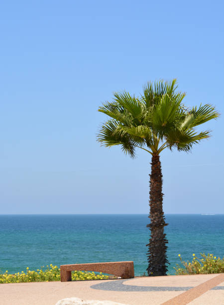 Palm tree overlooking the Mediterranean Sea