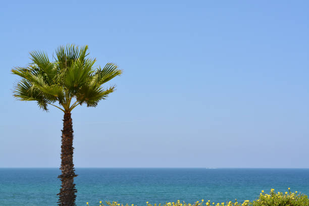 istock Palm tree overlooking the Mediterranean Sea 860689852