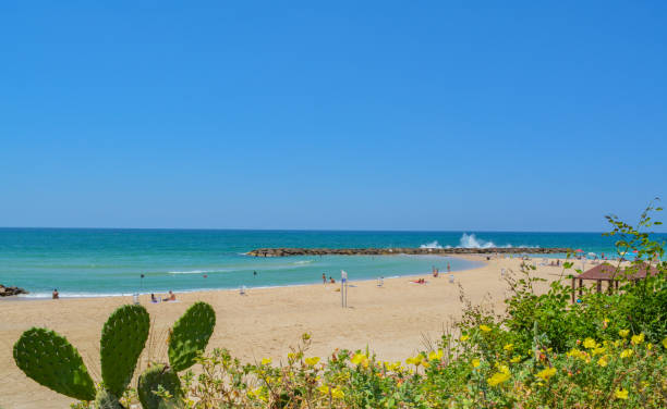 kolczasty kaktus gruszkowy na plaży nad morzem śródziemnym - israel prickly pear cactus wall cactus zdjęcia i obrazy z banku zdjęć