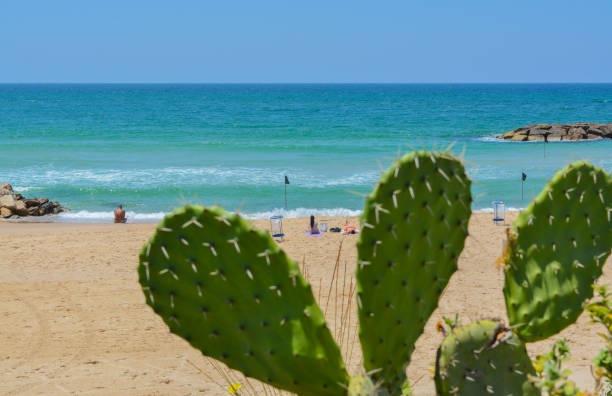 지중해의 해변에서 선인장 선인장 - israel prickly pear cactus wall cactus 뉴스 사진 이미지