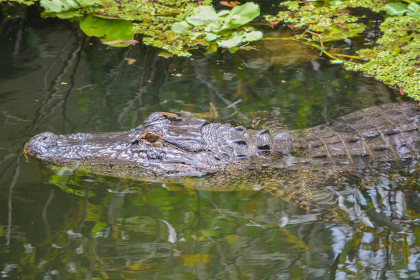 istock A american alligator (alligator mississippiensis) in Largo, Florida 860690240