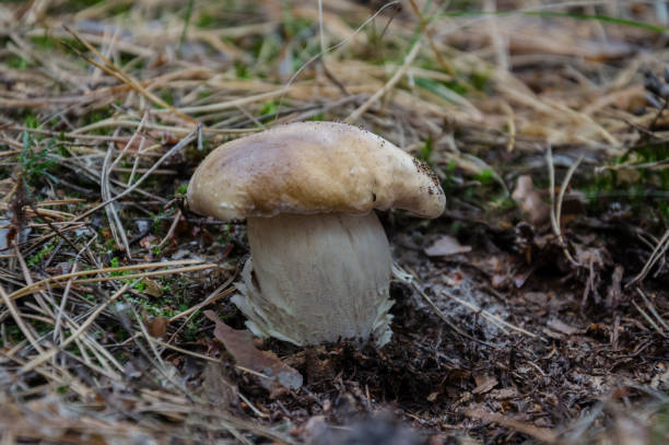 istock beautiful mushroom in the forest 860693230