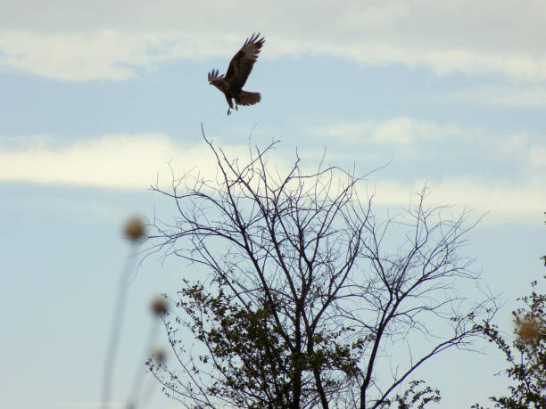 istock Falcon flew off from the treetop without leaves 860693562