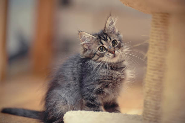 istock The gray fluffy striped kitten sits 860697272