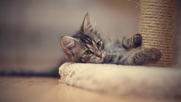 istock The gray kitten plays 860697386