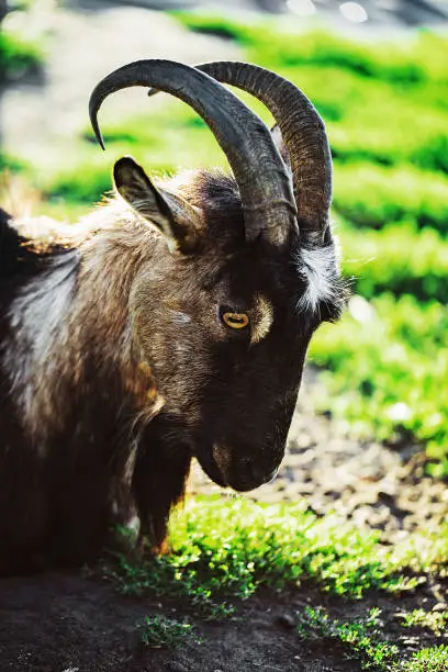 The Hornless brown goat at the meadow