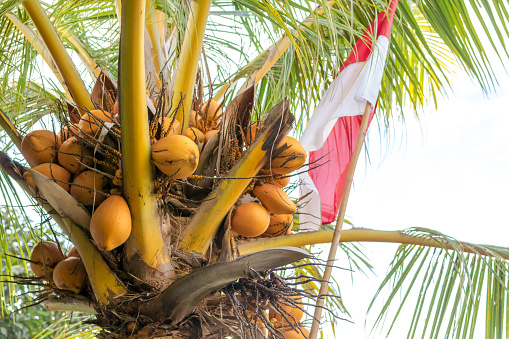 Indonesian Flag on coconut palm. Red and White. Bali island.