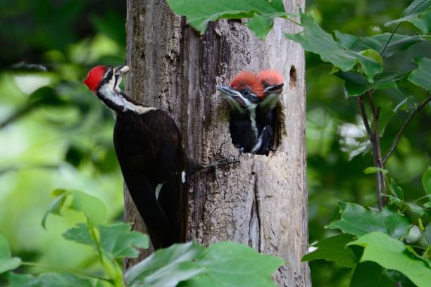 istock Woodpecker with food 860704172