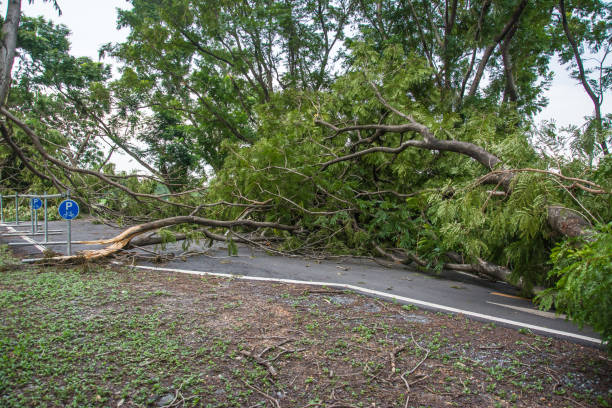 istock The tree was destroyed by the storm's intensity . 860707888