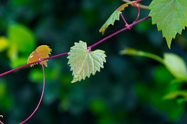 istock heart shaped  jagged leaf on a vine in selective focus 860709454
