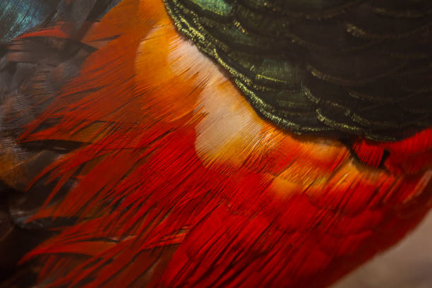 黄金のキジ羽 - pheasant hunter ストックフォトと画像
