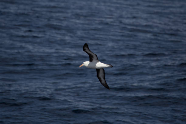 istock A black browed albatross in the air 860715552