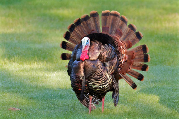 istock Single Male Wild Turkey with Full Tail Feathers 860715702