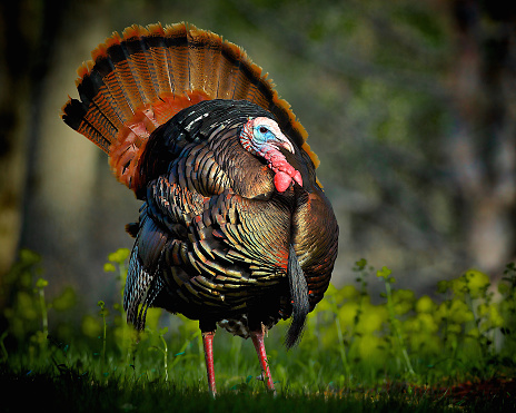 The sun shines just right on this wild turkey accentuating the colors in his feathers and wattle